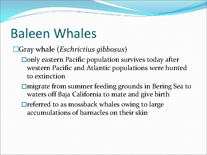 Baleen Whales �Gray whale (Eschrictius gibbosus) �only eastern Pacific population survives today after western