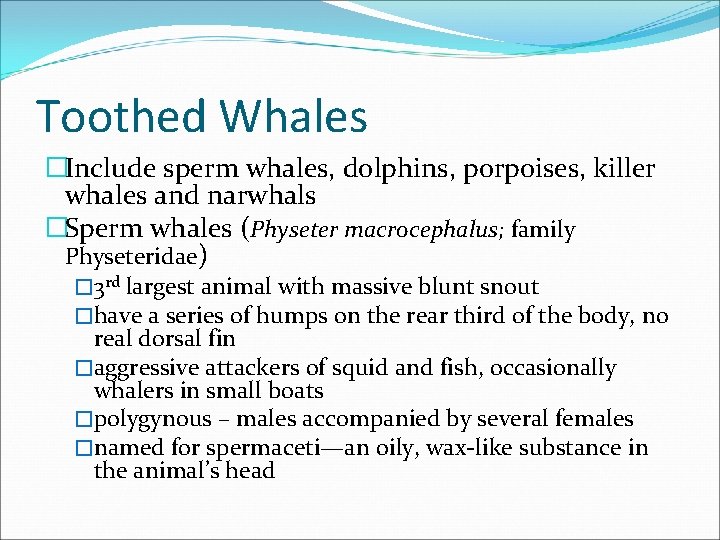 Toothed Whales �Include sperm whales, dolphins, porpoises, killer whales and narwhals �Sperm whales (Physeter