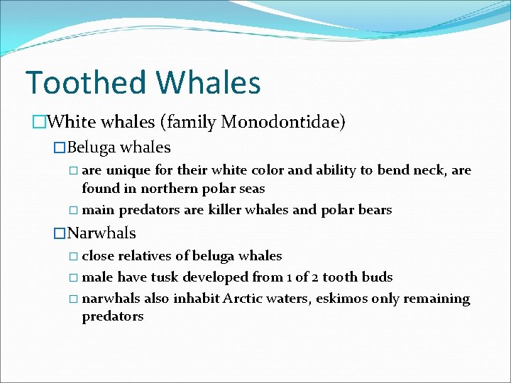 Toothed Whales �White whales (family Monodontidae) �Beluga whales � are unique for their white