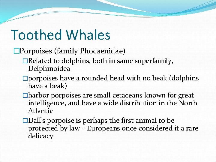 Toothed Whales �Porpoises (family Phocaenidae) �Related to dolphins, both in same superfamily, Delphinoidea �porpoises