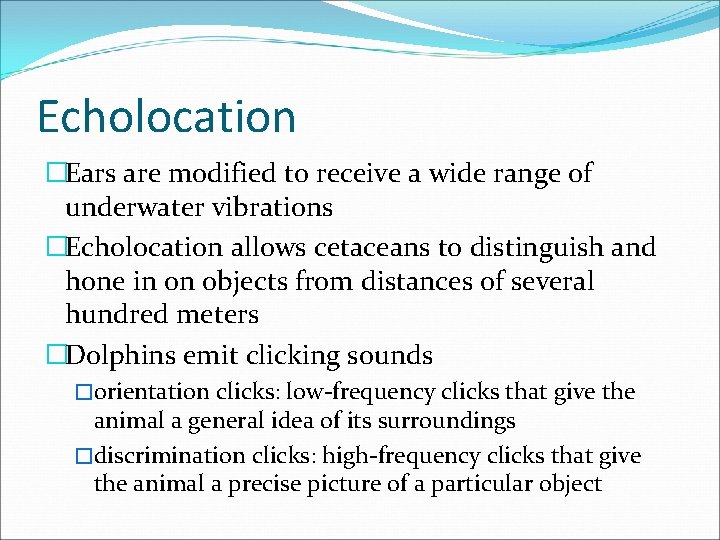 Echolocation �Ears are modified to receive a wide range of underwater vibrations �Echolocation allows