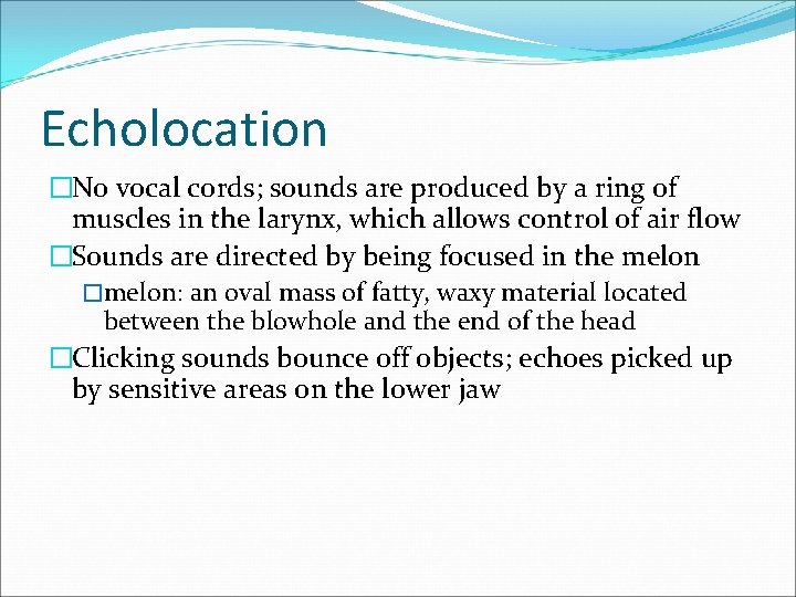 Echolocation �No vocal cords; sounds are produced by a ring of muscles in the