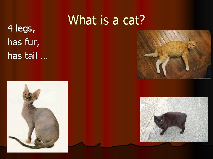 4 legs, has fur, has tail … What is a cat? 