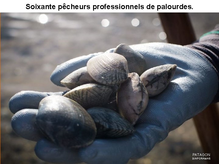 Soixante pêcheurs professionnels de palourdes. PATAGON DIAPORAMAS 