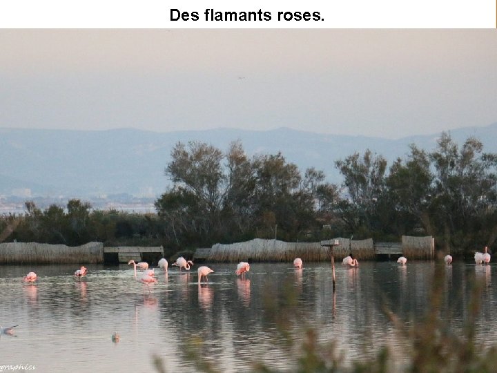 Des flamants roses. 