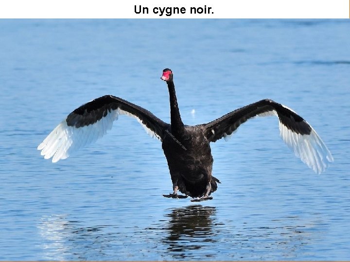 Un cygne noir. 