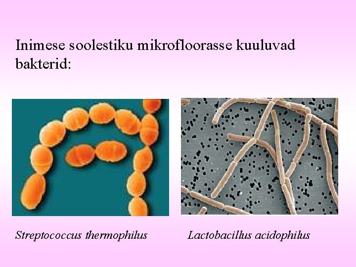 Inimese soolestiku mikrofloorasse kuuluvad bakterid: Streptococcus thermophilus Lactobacillus acidophilus 