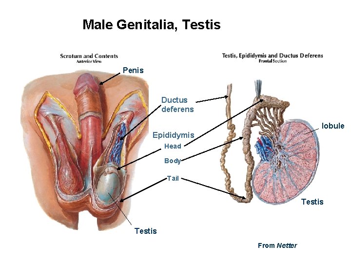 Male Genitalia, Testis Penis Ductus deferens lobule Epididymis Head Body Tail Testis From Netter