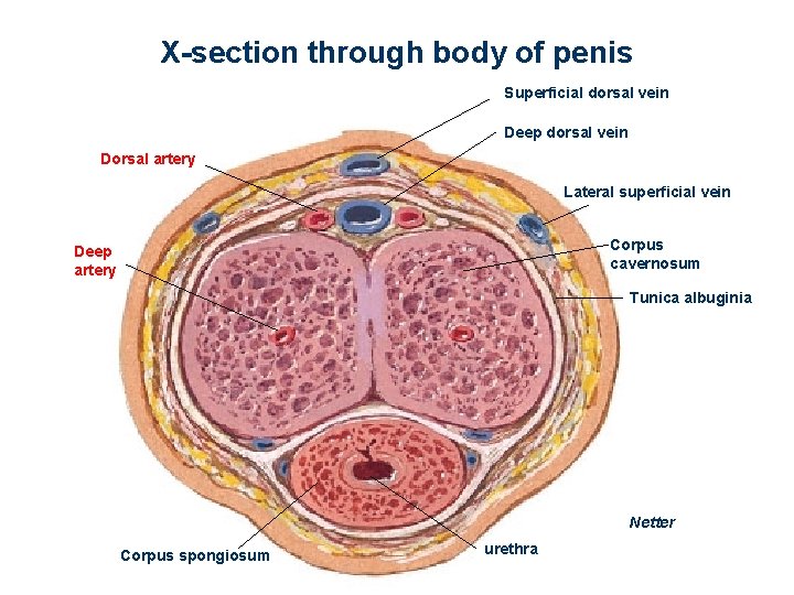 X-section through body of penis Superficial dorsal vein Deep dorsal vein Dorsal artery Lateral