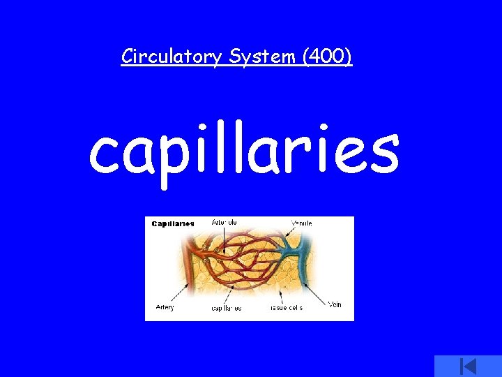 Circulatory System (400) capillaries 