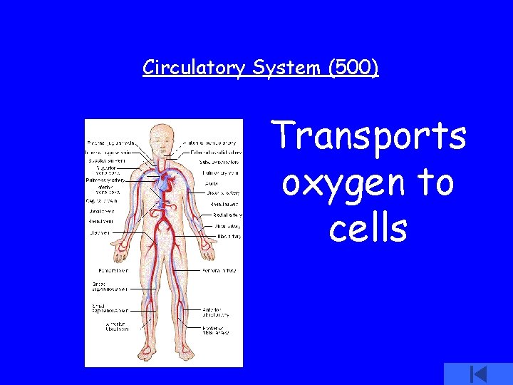 Circulatory System (500) Transports oxygen to cells 