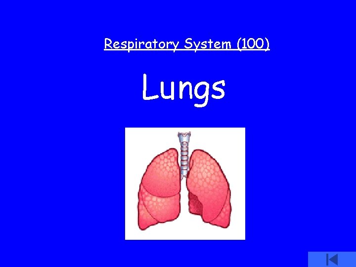 Respiratory System (100) Lungs 