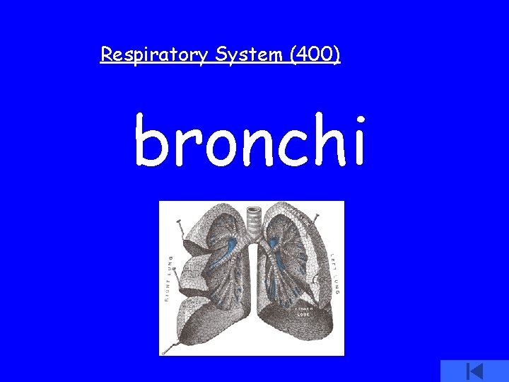 Respiratory System (400) bronchi 