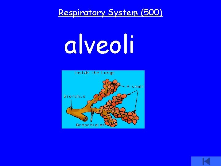 Respiratory System (500) alveoli 