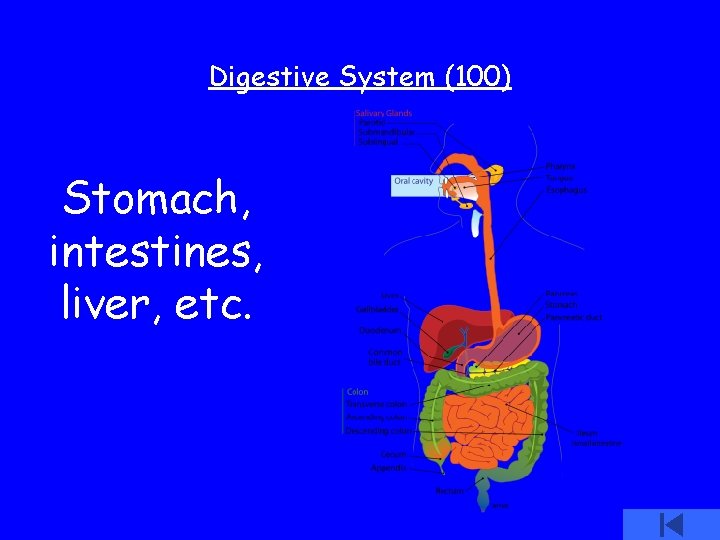Digestive System (100) Stomach, intestines, liver, etc. 