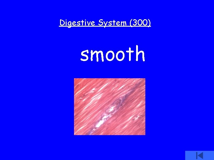 Digestive System (300) smooth 