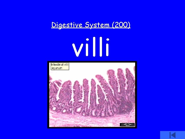 Digestive System (200) villi 