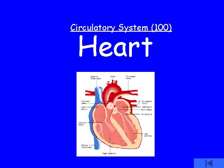 Circulatory System (100) Heart 