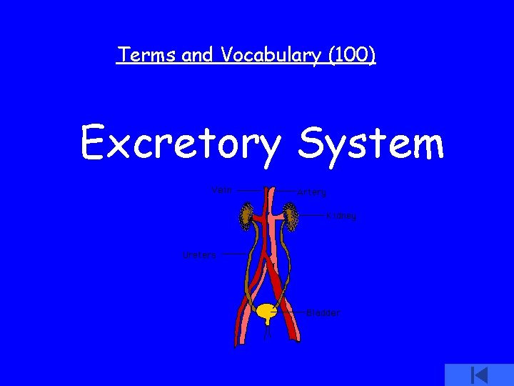 Terms and Vocabulary (100) Excretory System 