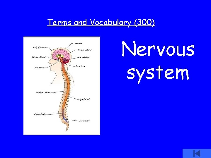 Terms and Vocabulary (300) Nervous system 