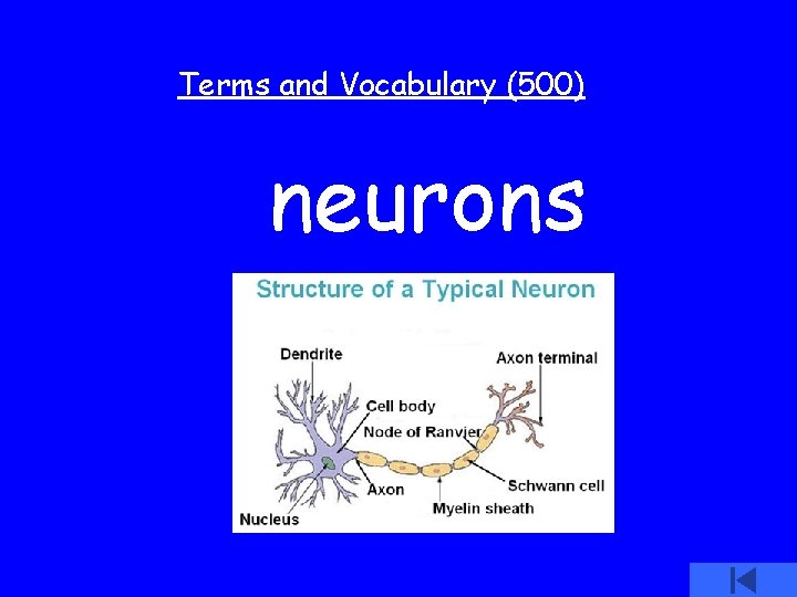 Terms and Vocabulary (500) neurons 