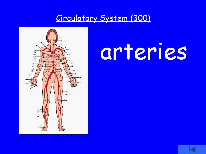 Circulatory System (300) arteries 