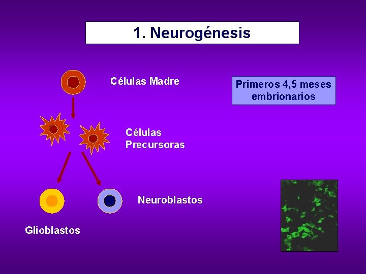 1. Neurogénesis Células Madre Células Precursoras Neuroblastos Glioblastos Primeros 4, 5 meses embrionarios 