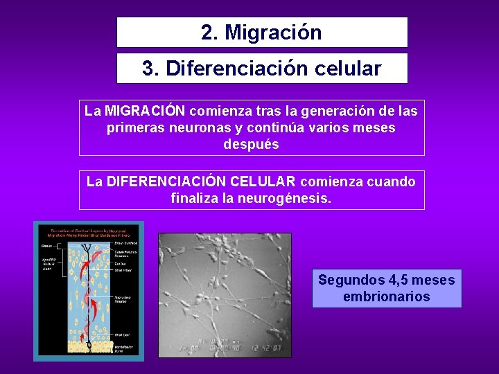 2. Migración 3. Diferenciación celular La MIGRACIÓN comienza tras la generación de las primeras