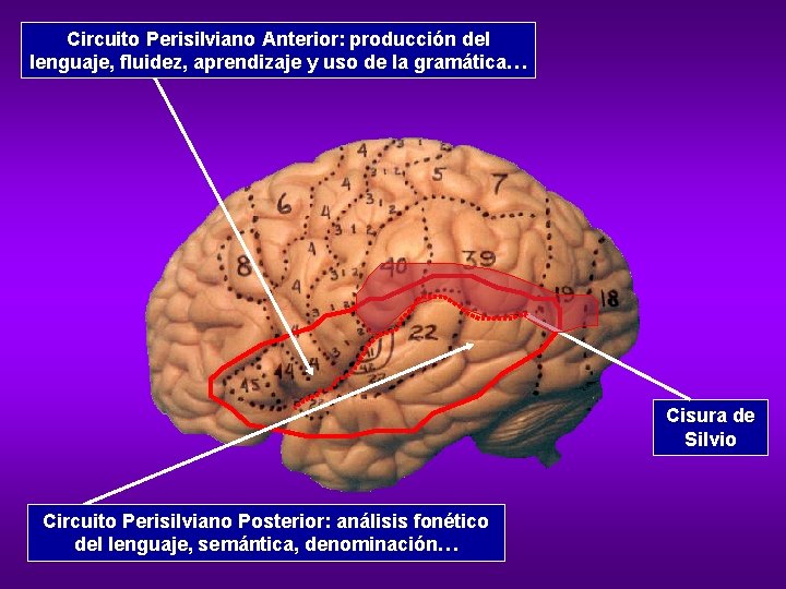 Circuito Perisilviano Anterior: producción del lenguaje, fluidez, aprendizaje y uso de la gramática… Cisura