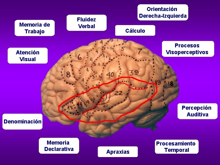 Memoria de Trabajo Fluidez Verbal Orientación Derecha-Izquierda Cálculo Procesos Visoperceptivos Atención Visual Percepción Auditiva