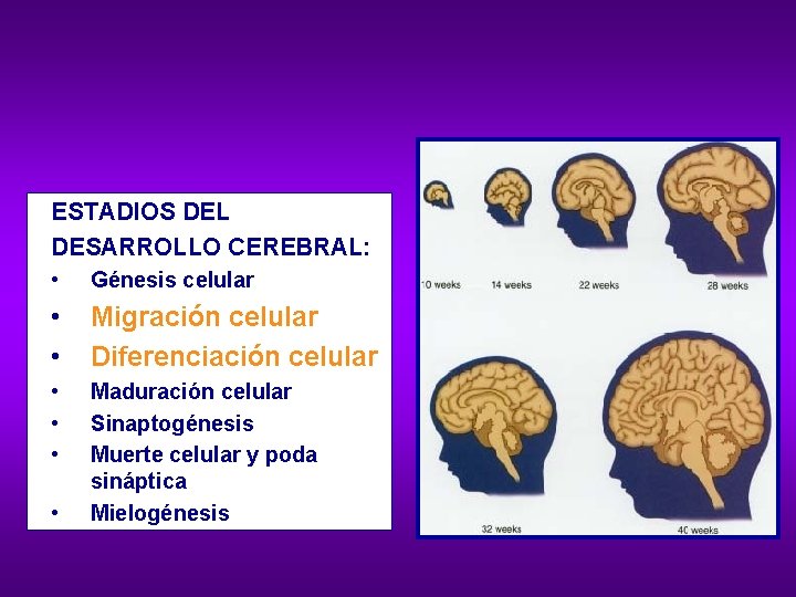 ESTADIOS DEL DESARROLLO CEREBRAL: • Génesis celular • • Migración celular Diferenciación celular •