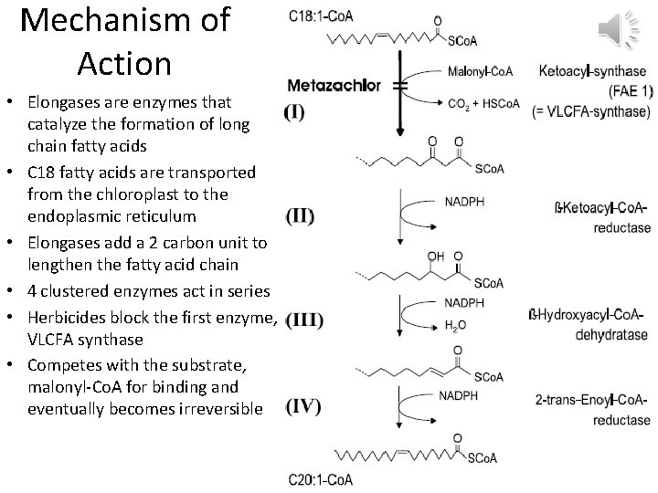 Mechanism of Action • Elongases are enzymes that catalyze the formation of long chain