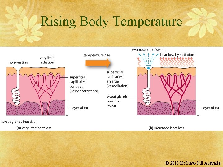 Rising Body Temperature © 2010 Mc. Graw-Hill Australia 