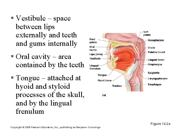 Mouth (Oral Cavity) Anatomy § Vestibule – space between lips externally and teeth and