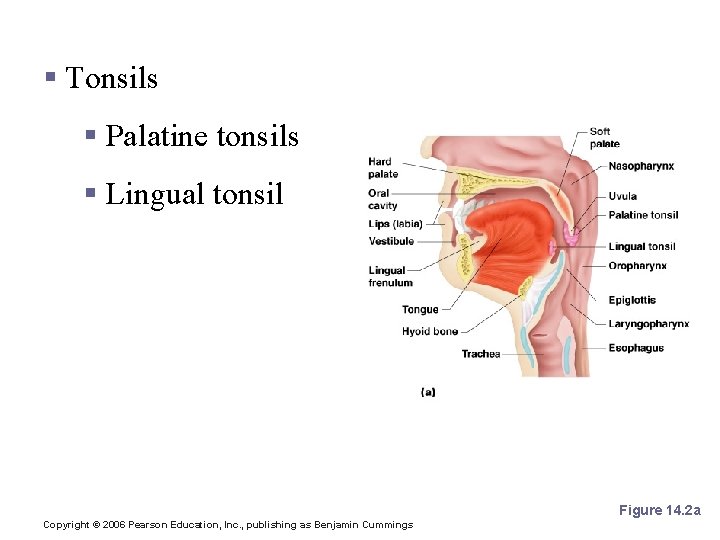 Mouth (Oral Cavity) Anatomy § Tonsils § Palatine tonsils § Lingual tonsil Figure 14.