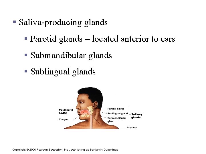 Salivary Glands § Saliva-producing glands § Parotid glands – located anterior to ears §