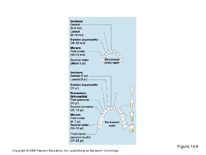 Classification of Teeth Figure 14. 9 Copyright © 2006 Pearson Education, Inc. , publishing