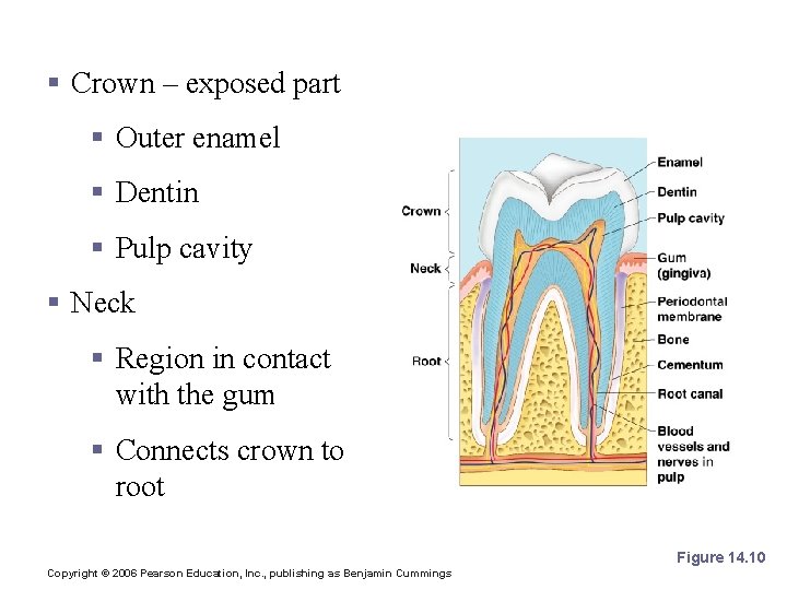 Regions of a Tooth § Crown – exposed part § Outer enamel § Dentin