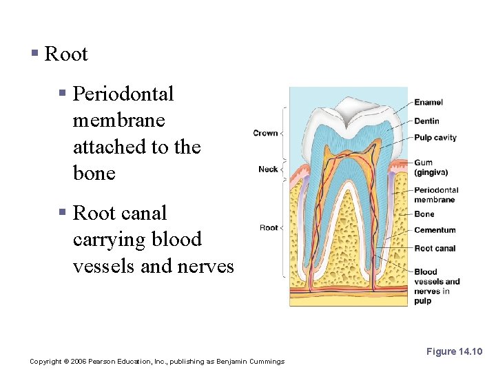 Regions of a Tooth § Root § Periodontal membrane attached to the bone §