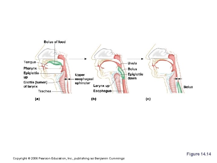 Deglutition (Swallowing) Figure 14. 14 Copyright © 2006 Pearson Education, Inc. , publishing as