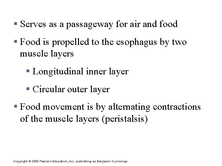 Pharynx Function § Serves as a passageway for air and food § Food is