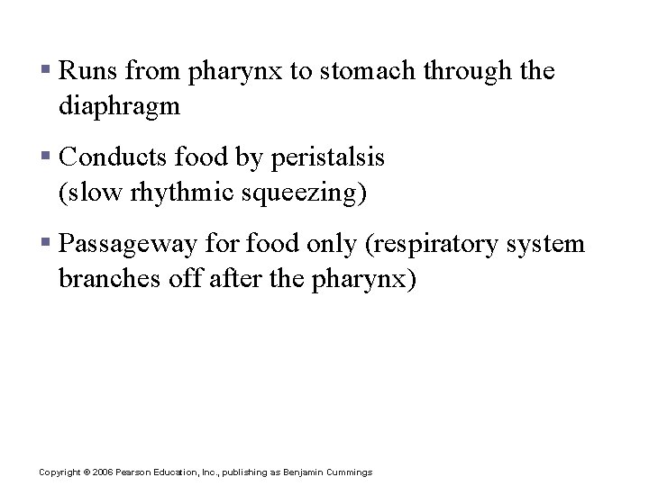 Esophagus § Runs from pharynx to stomach through the diaphragm § Conducts food by