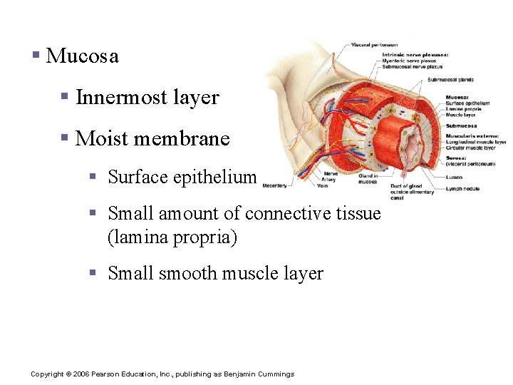 Layers of Alimentary Canal Organs § Mucosa § Innermost layer § Moist membrane §