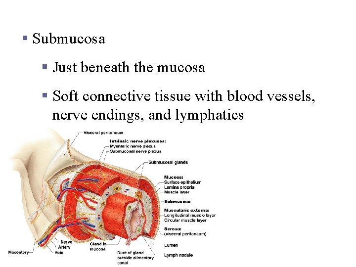 Layers of Alimentary Canal Organs § Submucosa § Just beneath the mucosa § Soft