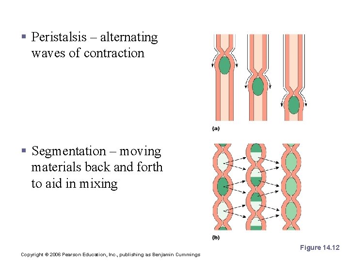 Processes of the Digestive System § Peristalsis – alternating waves of contraction § Segmentation