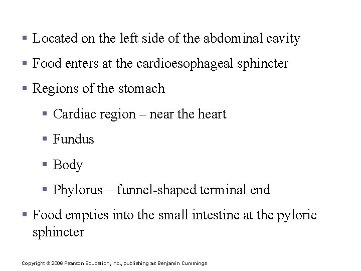 Stomach Anatomy § Located on the left side of the abdominal cavity § Food