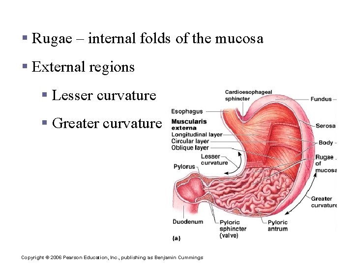 Stomach Anatomy § Rugae – internal folds of the mucosa § External regions §