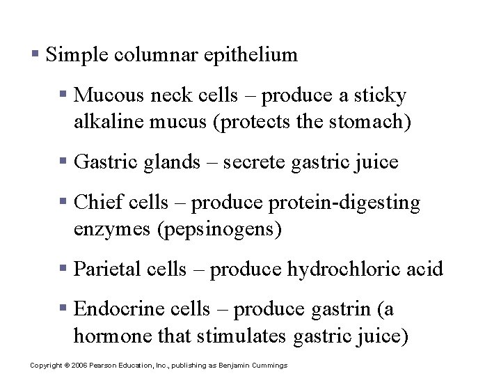 Specialized Mucosa of the Stomach § Simple columnar epithelium § Mucous neck cells –