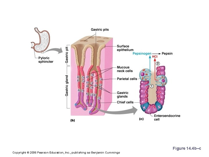 Structure of the Stomach Mucosa Figure 14. 4 b–c Copyright © 2006 Pearson Education,