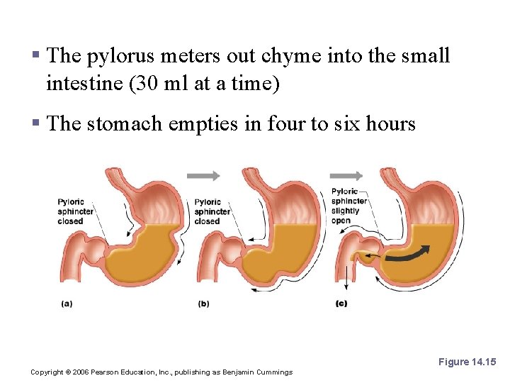 Propulsion in the Stomach § The pylorus meters out chyme into the small intestine